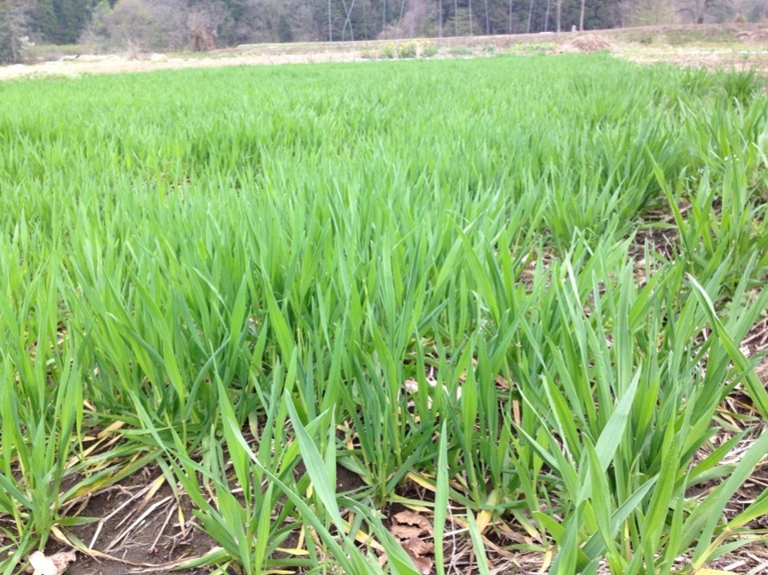 ことし初の田んぼ どじょうが育つ田んぼ作り